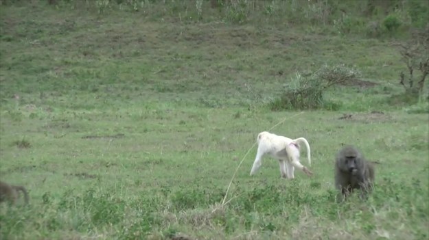 Oto niesamowite zdjęcia rzadkiego okazu pawiana zrobione w afrykańskim buszu. Biała małpa została zauważona w Parku Narodowym Arusha w Tanzanii wraz z resztą stada. Pozostałe pawiany wydają się nie zauważać niezwykłości ich kolegi. 


Pawian choruje na tzw. leucyzm. To choroba charakteryzująca się niedoborem ciemniejszego pigmentu w skórze. W przeciwieństwie do albinizmu leucyzm spowodowany jest niedoborem nie tylko melaniny, ale też wszystkich typów pigmentu skóry.
