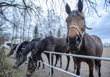 Są wstępne wyniki sekcji zwłok klaczy, która padła w Janowie Podlaskim