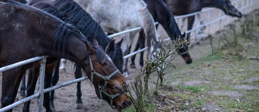 W paszy podawanej koniom w Janowie znaleziono antybiotyki używane w przemysłowej hodowli drobiu – pisze „Rzeczpospolita”. Są dla koni śmiertelne.