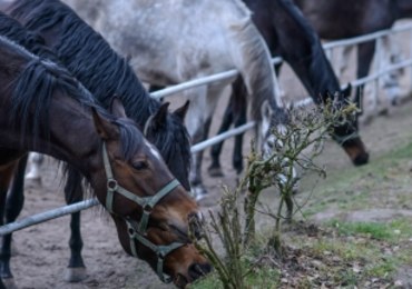 „Rzeczpospolita”: W paszy podawanej koniom w Janowie były antybiotyki śmiertelne dla koni