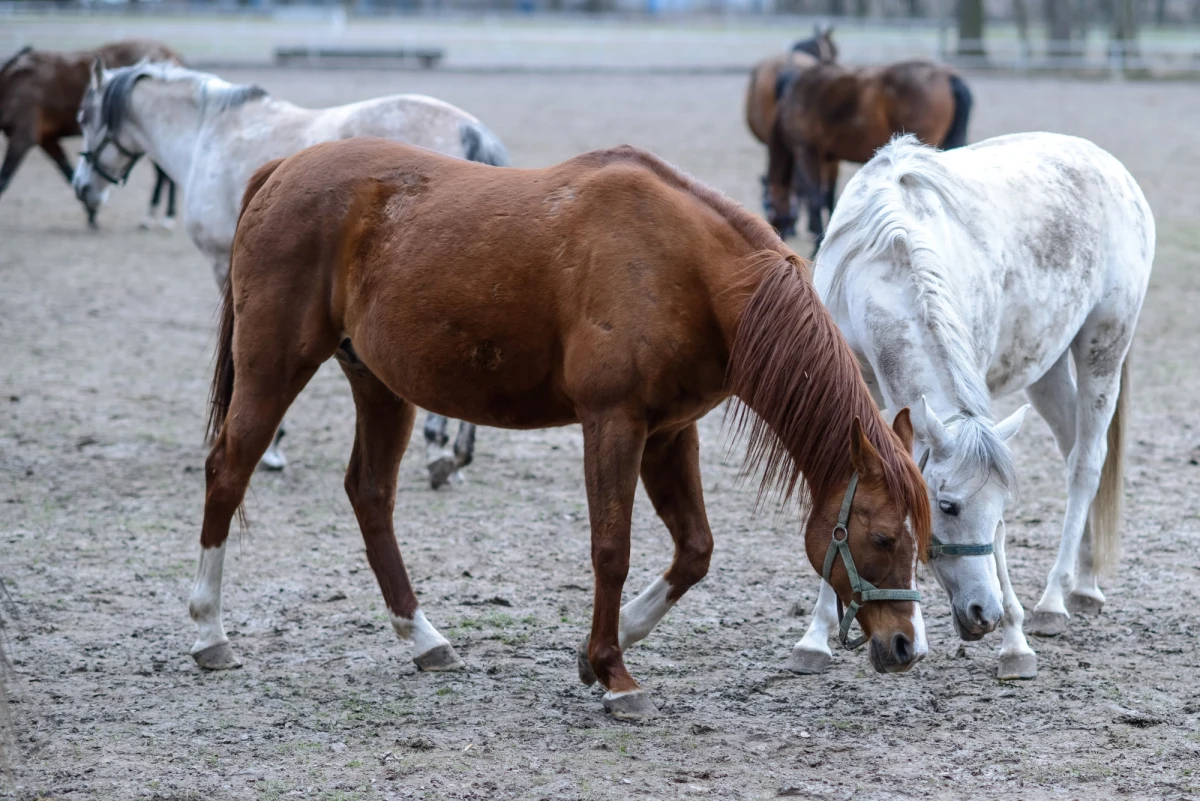 "Boimy się o przyszłość stadniny" - mówią naszemu reporterowi Michałowi Dobrołowiczowi mieszkańcy Janowa Podlaskiego. Dziś odbędzie się konferencja prasowa prokuratorów, którzy przesłuchali wczoraj biegłych z Państwowego Instytutu Weterynaryjnego w Puławach. Ci przebadali próbki paszy, które pobrano w marcu w stadninie w Janowie Podlaskim po śmierci klaczy należącej do Shirley Watts. Według "Rzeczpospolitej" w pokarmie znaleziono śmiertelne dla koni antybiotyki. 