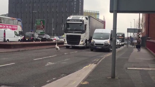 Wyjątkowy materiał filmowy, przedstawiający łabędzia, który w godzinach szczytu wstrzymał ruch na jednej z ulic Manchesteru w Wielkiej Brytanii. Nie wiadomo, czy ptak postanowił przejść na drugą stronę ruchliwej drogi, czy po prostu spodobało mu się "wyprzedzanie" ciężarówki.