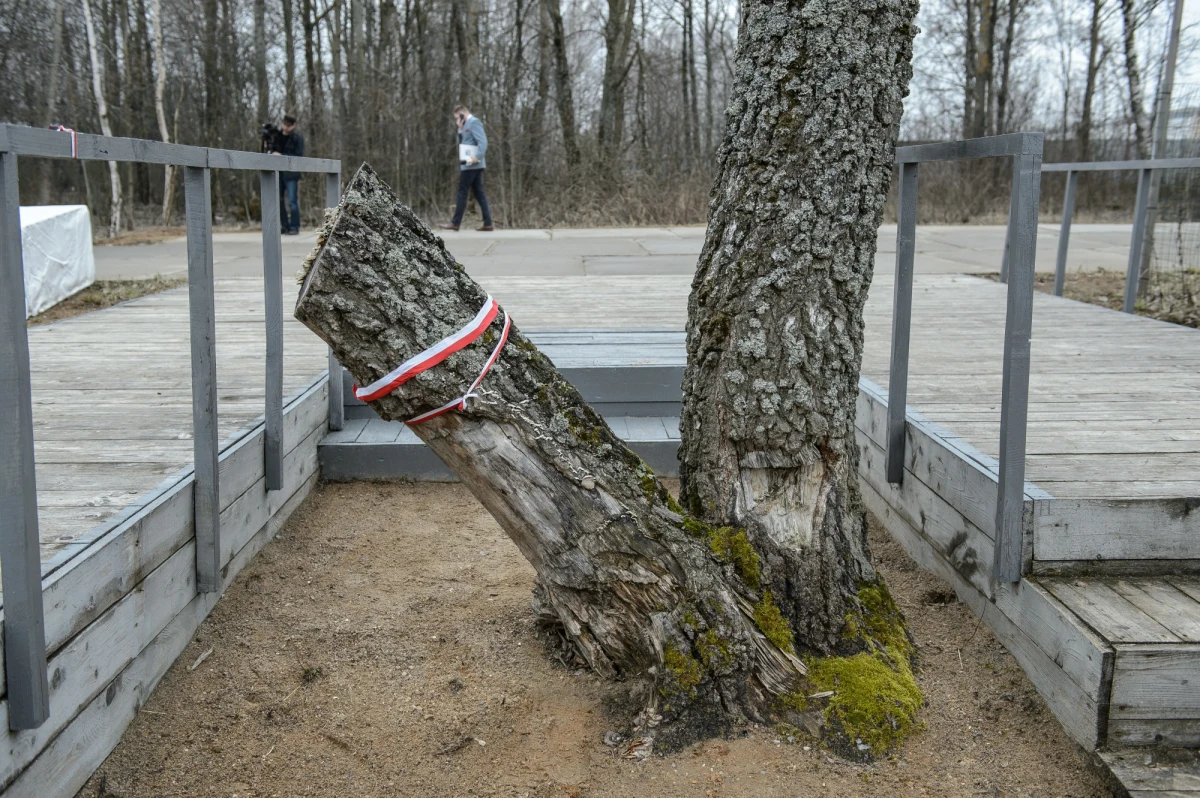 Smoleńskie lotnisko Siewiernyj i brzoza, przy której odbywają się uroczystości upamiętniające katastrofę smoleńską. Jak wyglądają po sześciu latach?