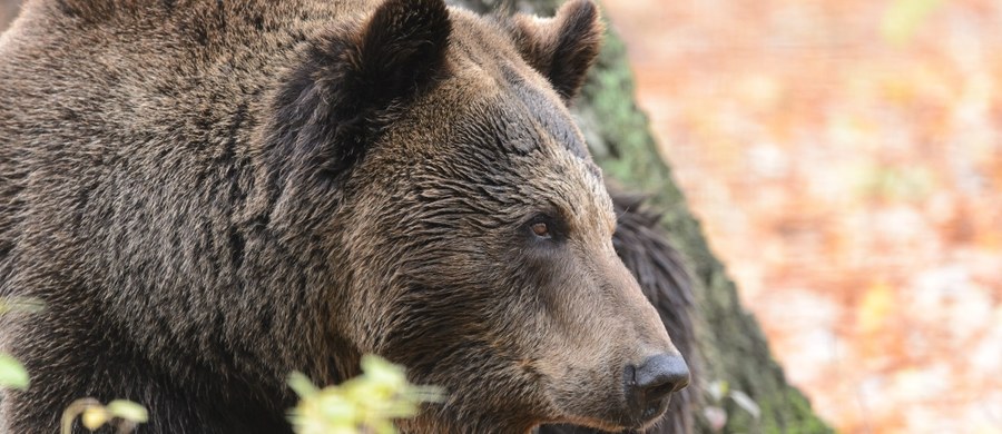 W mieście Wysokie Tatry na Słowacji zwołano sztab kryzysowy i ogłoszono sytuację nadzwyczajną. Niedźwiedzie zatraciły swój naturalny strach przed ludźmi i w ciągu dnia grasują w okolicach kontenerów ze śmieciami  i próbują dostać się do wnętrz budynków – alarmują służby leśne.
