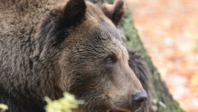 Stan wyjątkowy w słowackim mieście Wysokie Tatry. Rozrabiają tam niedźwiedzie!