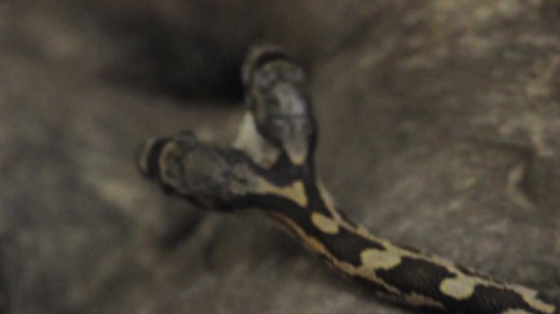 Jedno ciało, dwie głowy! Oto wąż, który został sfotografowany przez Jasona Talbotta z Kansas, w USA. Okazało się, że jedna z głów jest bardziej agresywna, co wyglądało dość zabawnie.