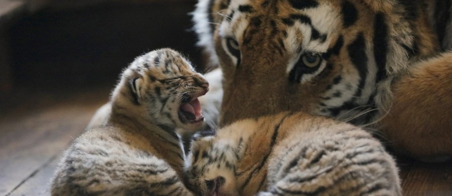 Szacowana liczba żyjących na wolności tygrysów wzrosła po raz pierwszy od 100 lat – poinformowały organizacje ekologów WWF i Global Tiger Forum. Według najnowszego spisu na świecie żyje dziko 3 890 tygrysów. W 1900 było ich 100 tysięcy. 