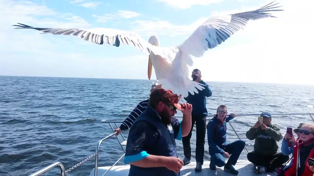 Oto film nakręcony 3 kwietnia u wybrzeży Walvis Bay w Namibii. Ogromny pelikan stanął na głowie mężczyzny, spędzającego czas na łodzi.