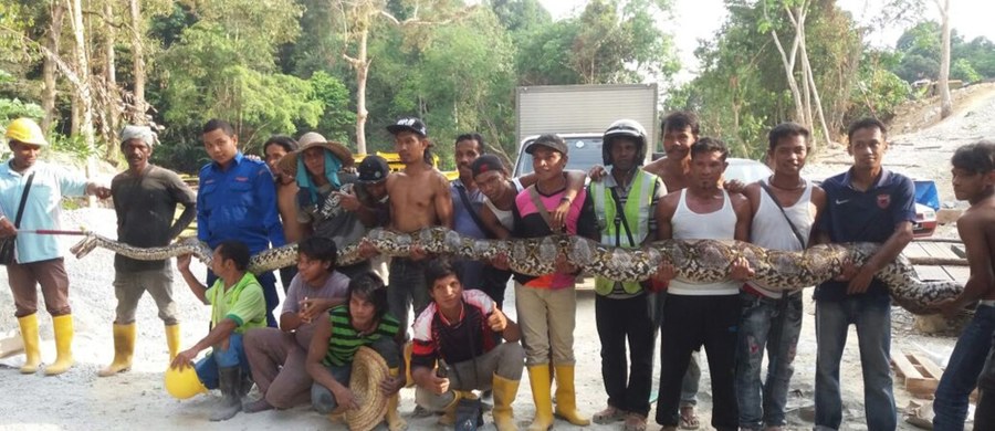 Olbrzymi pyton został znaleziony na placu budowy w Malezji. Zwierzę prawdopodobnie pobije rekord na najdłuższego węża świata, ponieważ szacuje się, że może mieć około ośmiu metrów. 