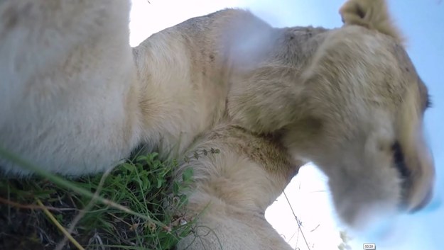 Jak to jest zostać pożartym przez lwa? Zobaczcie film prosto z paszczy groźnego ssaka! Ta bezczelna lwica ukradła kamerkę GoPro i uciekła, trzymając ją w pysku. Wkrótce zdała sobie sprawę, że kamera to nie jedzenie i zwyczajnie ją upuściła, pozostawiając po sobie niesamowite nagranie. 