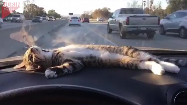 Ilekroć ten kot wskakuje do samochodu, natychmiast kładzie się na desce rozdzielczej. Wygląda jak zahipnotyzowany! Interesują go zarówno chmury, jak i samochody, które ogląda przez przednią szybę auta.
Zobacz też: Zdjęcia najśmieszniejszych kotów