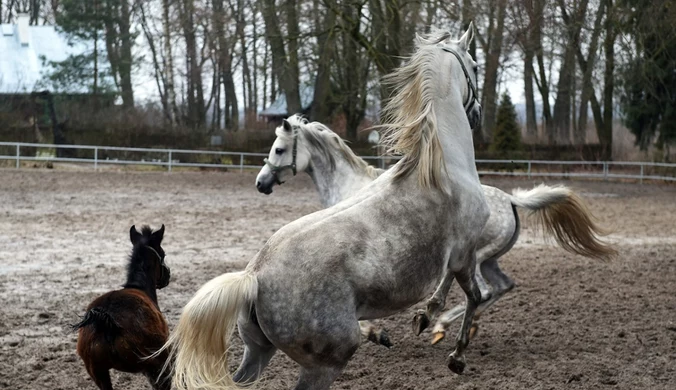 Konkurs na prezesa stadniny koni w Janowie