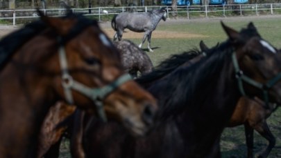 Jest konkurs na nowego prezesa stadniny koni w Janowie Podlaskim