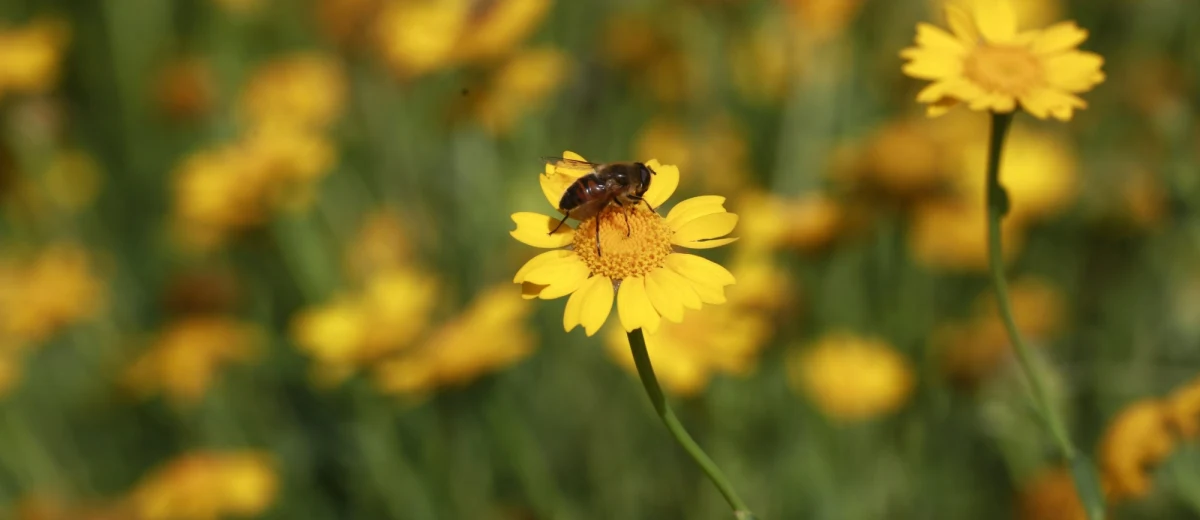 Najbliższy weekend upłynie pod znakiem bardzo kapryśnej aury. W wielu regionach popada deszcz, a zachmurzenie sukcesywnie będzie wzrastać do dużego. Termometry wskażą umiarkowane wartości. Maksymalnie zobaczymy na nich od 14 do 20-21 stopni Celsjusza. Poprawę pogody ma przynieść dopiero przyszły tydzień. 