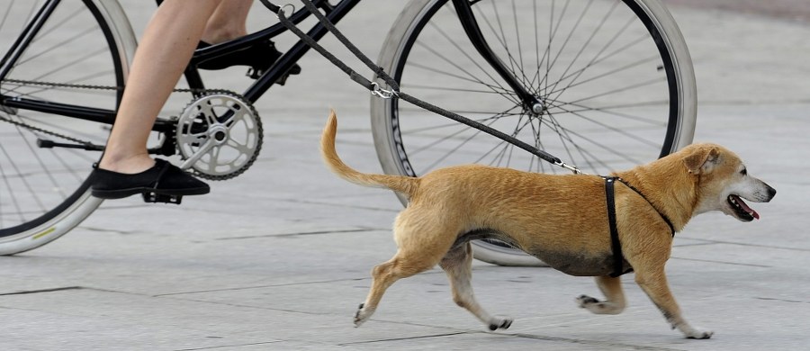 We Włoszech pies, który padł ofiarą błędu medycznego, wygrał w sądzie z weterynarzami- tak media podsumowują pierwszy taki proces w tym kraju. Sąd w Genui nakazał weterynarzom zapłacić 4500 euro odszkodowania właścicielce suczki o imieniu Yuma za nieudaną operację.