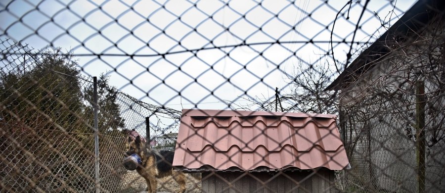 4-letnia dziewczynka została pogryziona przez psy w miejscowości Mikorzyn w Wielkopolsce. Informację dostaliśmy na Gorącą Linię RMF FM. 