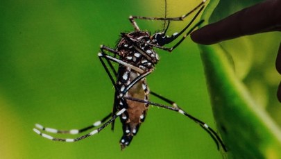 Zika zagraża Europie? Eksperci ostrzegają: Liczba zakażeń wirusem może wzrosnąć "w znaczący sposób"