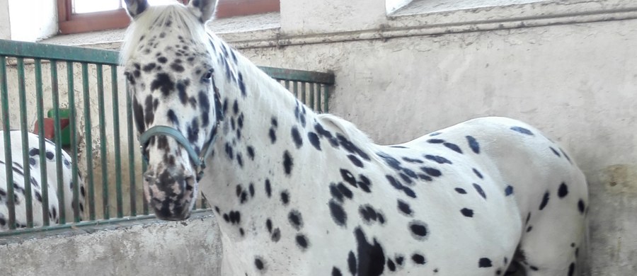 Firma Polturf, która zerwała dziś umowę ze stadninami w Janowie Podlaskim i Michałowie na organizację znanej na całym świecie aukcji koni arabskich "Pride of Poland", będzie domagać się w związku z tym rekompensaty finansowej. Umowa została rozwiązana, bo - zdaniem firmy - stadniny nie dotrzymywały terminów i nie chciały współpracować. Jak ustalił reporter RMF FM Paweł Balinowski - Polturf chce, by słynne hodowle zwróciły poniesione przez nią koszty organizacji imprezy oraz zapłaciły kary umowne.