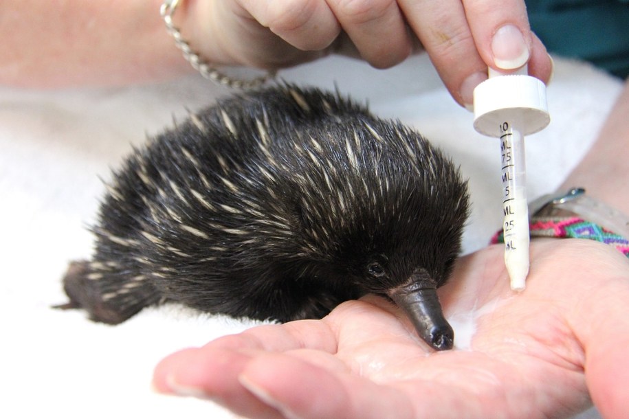 /TARONGA ZOO /PAP/EPA