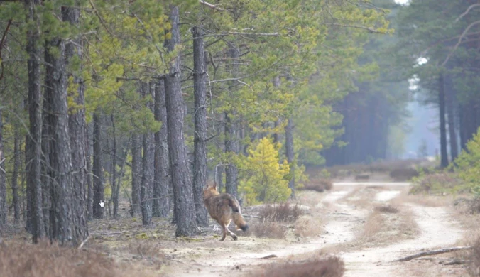 Kaszuby: W lasach pojawiły się wilki