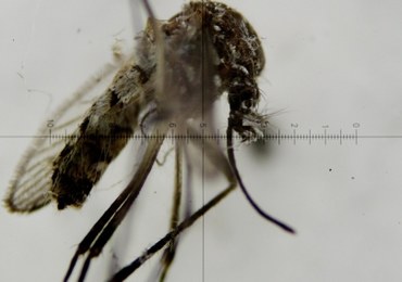 Francuskie władze boją się epidemii wirusa Zika. Będą tępić komary tygrysie