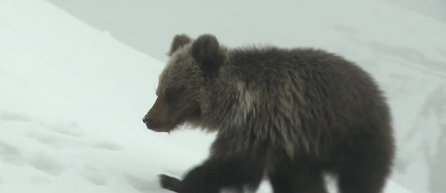 Nie żyje niedźwiadek Kasper, którego można było zobaczyć w ubiegłym tygodniu na Kasprowym Wierchu - dowiedział się nieoficjalnie reporter RMF FM Maciej Pałahicki. Malec zginął w starciu z dorosłym niedźwiedziem.