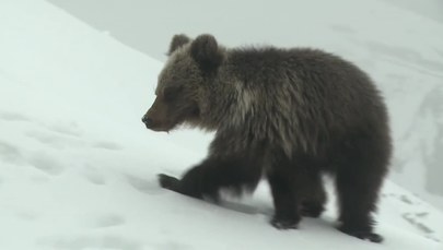 Nie żyje niedźwiadek z Kasprowego Wierchu. TPN: Zdecydowało wiele czynników