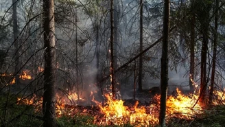 Polanów: Pożar lasu. Akcję strażaków utrudnia pogoda 