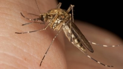 Smartfon ostrzeże przed komarami