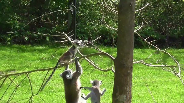 Uroczy film, na którym widać małego lemura, który cieszy się z upalnego dnia w Serengeti Safari Park w Niemczech.
