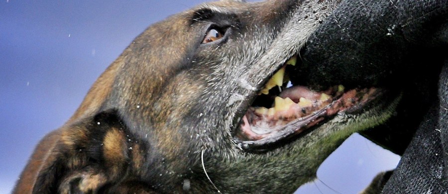 Do szpitala w Grudziądzu trafił Czteroletni chłopiec pogryziony przez dwa psy. Dziecko zostało zaatakowane wieczorem w miejscowości Ostrowite w woj. warmińsko-mazurskim. Chłopiec ma rany szarpane, ale jego życiu nie zagraża niebezpieczeństwo.