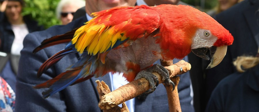 Papuga należąca do filmowej Pippi Långstrump ma 49 lat. Właśnie dostała nowy dom w ogrodzie zoologicznym w Niemczech. "Ma się dobrze. Nawet coś mówi po szwedzku” – powiedział dyrektor zoo w Karlsruhe.