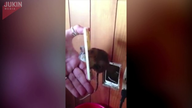 Ten mężczyzna był wstrząśnięty, gdy odkrył głowę szczura kangurowego wystającą z jego ściany. Szybko wziął swoje narzędzia i uwolnił zwierzę z pułapki.