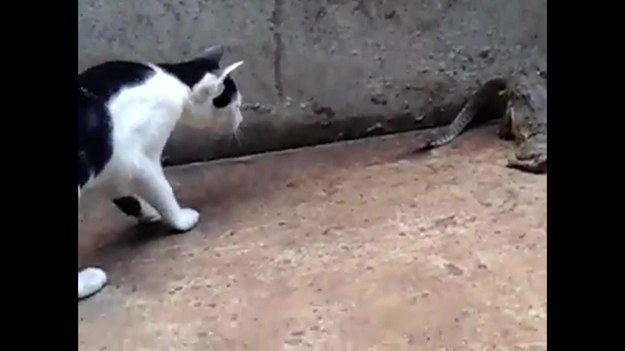 Wyjątkowy materiał filmowy z kotem, który walczy z wężem, którego… pożera olbrzymia żaba. Film, nakręcono w Suphan Buri, w Tajlandii 2 maja. Zobaczcie, jak skończyło się to starcie?