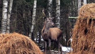 Kujawsko-pomorskie: Makabryczne znalezisko w jeziorze