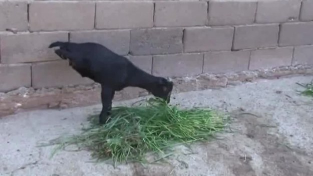 Film, nakręcony w Chinach, przedstawia czarną owieczkę, która urodziła się tylko z dwiema nogami. Mimo tej przypadłości zwierzę prowadzi stosunkowo normalne życie.