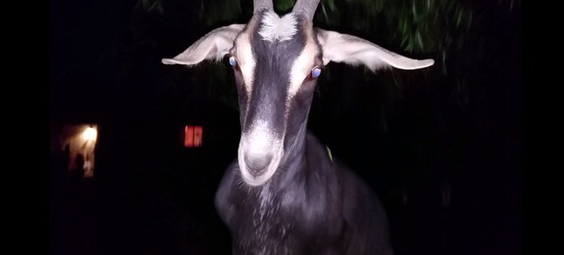 Wyjątkowy materiał filmowy, nakręcony w weekend w Arizonie, w USA, przedstawiający kozę, która wspina się na krzesło i "tanecznie" pożera liście wierzby.