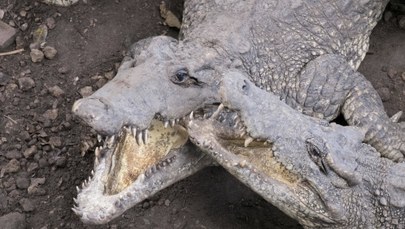 Australia: Tragiczny finał "męskiej przygody". Łowcy krabów padli ofiarą krokodyli