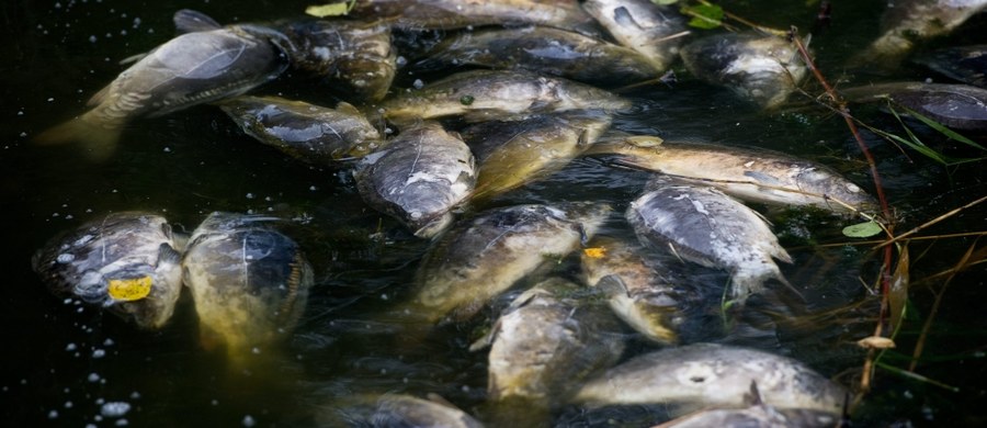 Cztery osoby usłyszały zarzuty w związku z zatruciem Warty w Poznaniu w październiku ubiegłego roku. Po wpuszczeniu do rzeki trującej substancji zginęło co najmniej kilkanaście ton ryb.