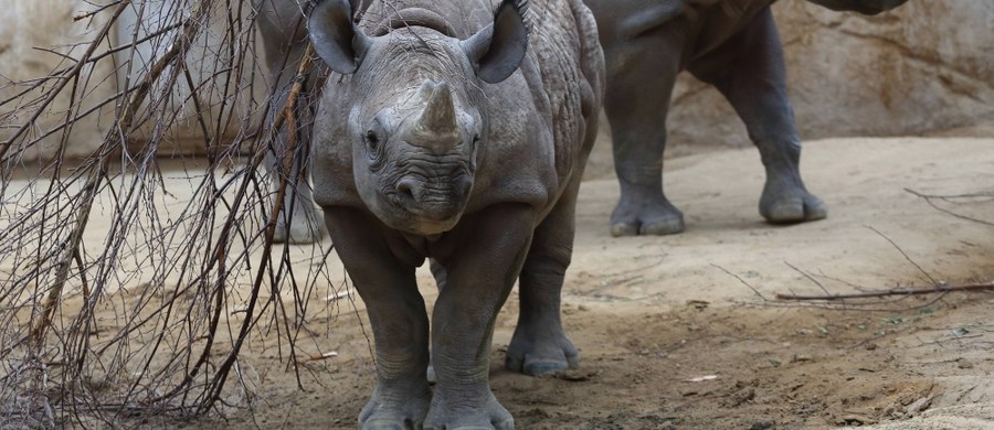 Pracownicy ogrodu zoologicznego w Des Moines w stanie Iowa ogłosili, że najprawdopodobniej jesienią przyjdzie tam na świat zagrożony wyginięciem czarny nosorożec. Będzie to pierwszy od 2 lat przypadek rozmnożenia nosorożców w warunkach nienaturalnych.