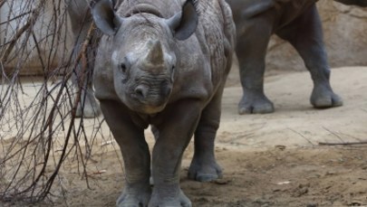 Zagrożony wyginięciem nosorożec urodzi się jesienią w zoo