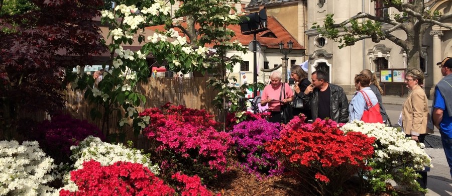 Około 15 tysięcy roślin w kilkuset odmianach zdobi w ten weekend rynek w Pszczynie. Zamienił się on w piękny, pachnący ogród, bo trwają tam Daisy Days, czyli dni poświęcone najsłynniejszej mieszkance pszczyńskiego zamku - księżnej Daisy.