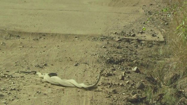 Oto dwie mamby czarne - największe jadowite węże w Afryce - które w hipnotyzujący sposób walczą o dominację i... samicę. To moment, który nie łatwo uchwycić. Udało się to 45-letniej Kirstie Bowers z Johannesburga w RPA. Na zrobionym przez nią nagraniu widać dwa splecione ze sobą samce.