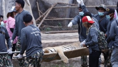 Mnisi nielegalnie przetrzymywali 137 tygrysów