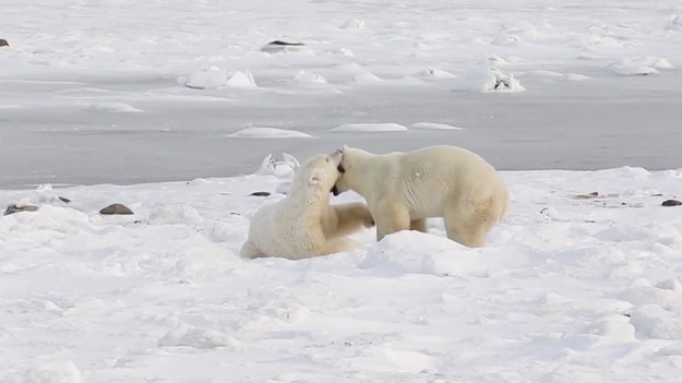 Nagranie przedstawia moment imponującej walki dwóch niedźwiedzi polarnych. Przeciwnicy nie dają za wygraną. Smaczku dodaje fakt, że starcie nagrane zostało w zwolnionym tempie. 
