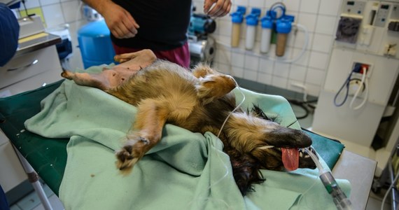 Nowatorska operacja jednoczesnego wszczepienia dwóch endoprotez tylnych łap u psa została przeprowadzona w Lubelskim Centrum Małych Zwierząt. Jeszcze nikt w Polsce nie wszczepiał dwóch protez jednocześnie. Operowana była około 2-letnia suczka Shila, która wpadła pod kosiarkę i straciła nogi. Weterynarze wykorzystali w trakcie komórki macierzyste pobrane wcześniej od suczki, żeby maksymalnie skrócić czas gojenia.