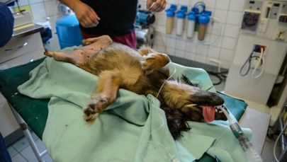 Suczka Shila wpadła pod kosiarkę i straciła łapy. Dostała dwie protezy