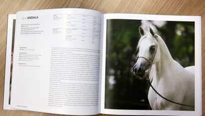 Pride of Poland z katalogiem koni. Z aukcji wycofali się ważni klienci, ale 'spore zainteresowanie'