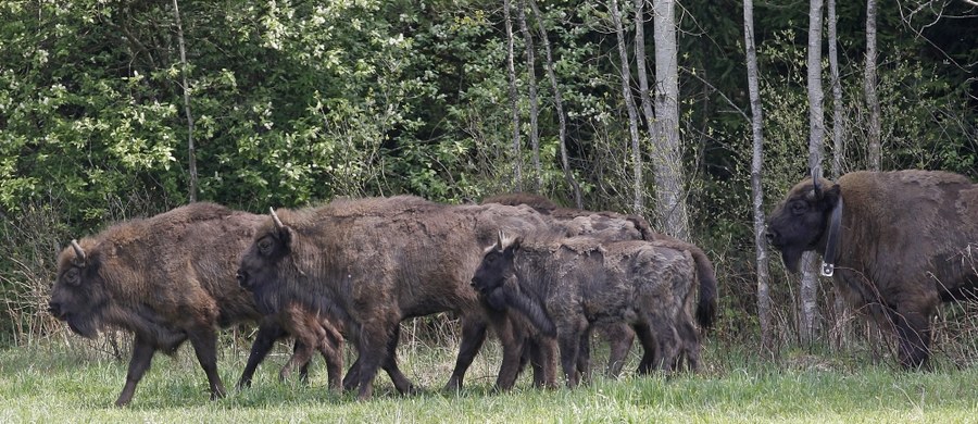 Cielne żubrzyce, które na przełomie wiosny i lata wydadzą potomstwo, opuszczają już śródleśne łąki w Bieszczadach. "Tego roku w leśnych zaroślach na świat może przyjść nawet 50 cieląt" - powiedział PAP rzecznik Lasów Państwowych w Krośnie Edward Marszałek.