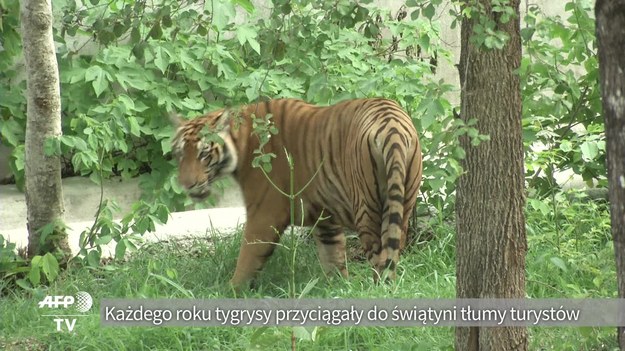 Trwa ewakuacja zwierząt ze Świątyni Tygrysów w Tajlandii. Każdego roku zwierzęta przyciągały w do tego miejsca tłumy turystów. Teraz tygrysy mają trafić do okolicznych rezerwatów. 


Ewakuację rozpoczęto po tym, jak na terenie obiektu dokonano makabrycznego odkrycia. Organy administracji, zajmujące się opieką nad przyrodą, wejdą na drogę prawną przeciw świątyni, w której odnaleziono zamrożone ciała 40 tygrysiątek. 


Władze świątyni zostały oskarżone o przemyt dzikich zwierząt, znęcanie się nad zwierzętami i nielegalne posiadanie zwłok zagrożonych gatunków zwierząt. 
